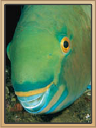 Parrotfish