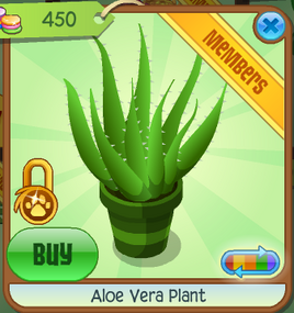 Aloe Vera Plant Green