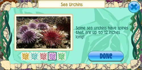 Purple sea urchin (Strongylocentrotus purpuratus)