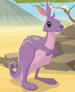 Prior Kangaroo graphic