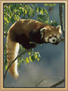 Red Panda