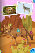 A more realistic coyote from the coyote fact book