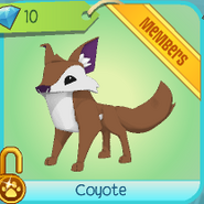 Coyote2