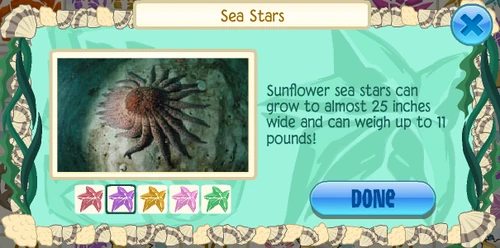 Sunflower sea star (Pycnopodia helianthoides)