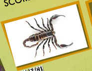 Scorpion Image 1
