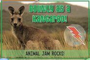 Kangaroojag