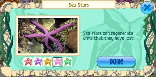 Pink sea star (Pisaster brevispinus)