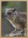 Rock Hyrax