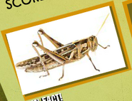 Grasshopper Image 3