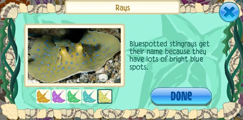 Bluespotted ribbontail ray (Taeniura lymma)