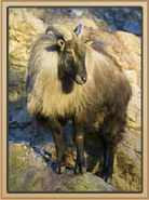 Himalayan Tahr