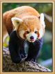 NewRedPandaPhoto.png