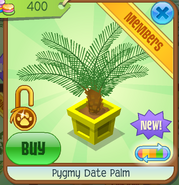 Pygmy Date Palm yellow