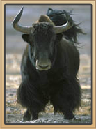 Yak