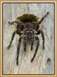 NewTarantulaPhoto.png