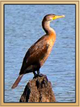 UpdatedCormorantPhoto.png