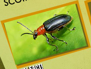 Beetles Image 3
