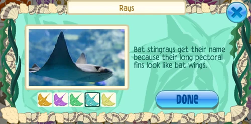 Bat ray (Myliobatis californica)