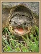 Snapping Turtle