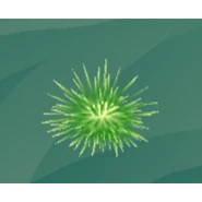 A green sea urchin
