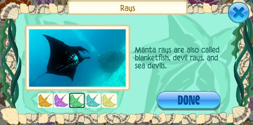 Giant devil ray (Mobula mobular)