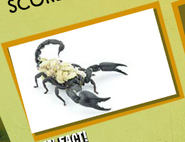 Scorpion Image 4