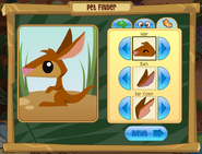 Pet kangaroo pet finder