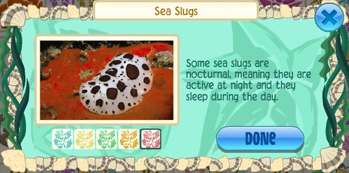 Dotted sea slug (Peltodoris atromaculata)