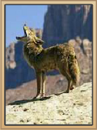 Coral Canyons Coyote