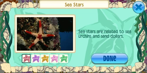 Tile sea star (Fromia monilis)