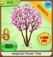Magnolia-flower-tree-shop