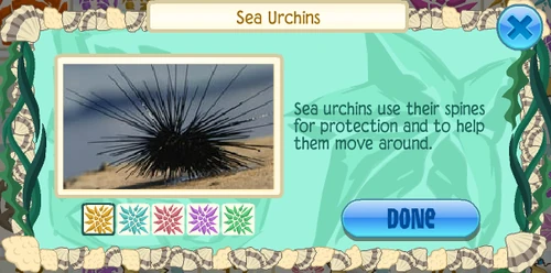 Black longspine urchin (Diadema setosum)