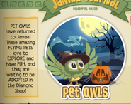 Pet owls