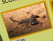 Scorpion Image 5
