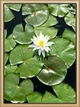 Water Lily