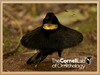 Western Parotia.png