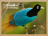 Blue Bird of Paradise.png