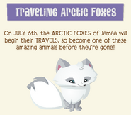 News of Arctic Fox's traveling