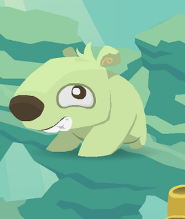 Pet polar bear1