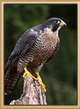 NewPeregrineFalconsPhoto.png