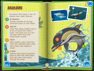 Dolphin p5