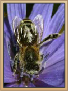 Coral Canyons Honeybee