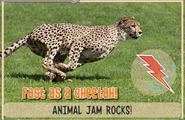 Cheetahjag