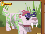 A glitch when a tiara is worn on a sabertooth