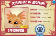 A Rare Pet Fennec Fox Adoption Certificate