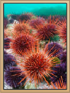 Sea Urchin