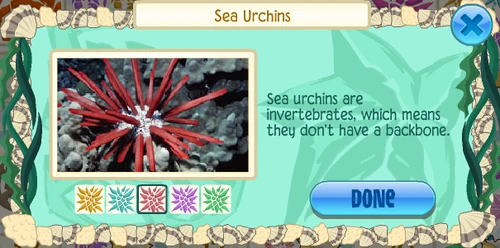 Slate pencil urchin (Heterocentrotus mammillatus)