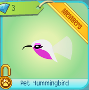 Diamond-Shop Pet-Hummingbird