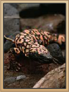 Coral Canyons Gila Monster