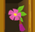 Flowertassel.png